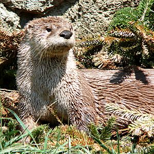 River Otter-27527