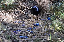 Satin Bowerbird nest