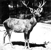 SchomburgksDeer-Berlin1911.jpg