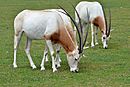 Scimitar oryx1.jpg