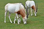 Scimitar oryx1.jpg