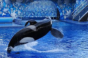 Seaworld-Orlando-Shamu-1530