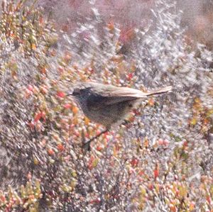 Slender-billed Thornbill (Acanthiza iredalei) (8079657130).jpg