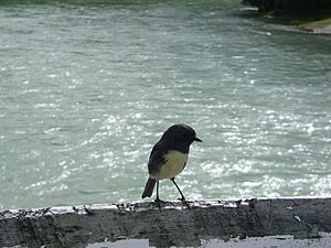 Southislandrobin