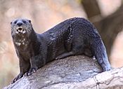 Spotted-necked otter 1.jpg