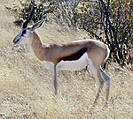 Springbok.JPG