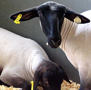 Suffolk sheep at county fair