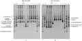 TTGE profiles representing the bifidobacterial diversity of fecal samples journal pone 0050257 g004