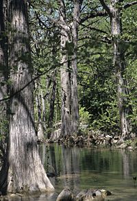 Taxodium distichum