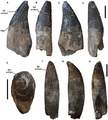 Teeth of Pliosaurus kevani