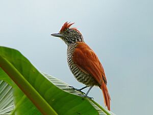 Thamnophilus multistriatus -Manizales, Colombia-8.jpg