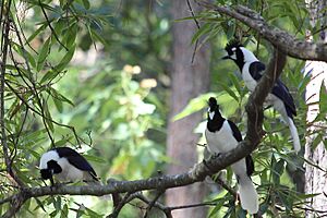 Tufted jay flock