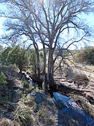 Turkey Creek Canelo Arizona 2015