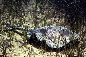 Urolophus gigas museum victoria.jpg