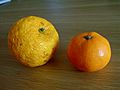 Yuzuandmandarine