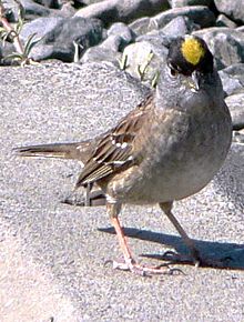 Zonotrichia atricapilla 06634.JPG