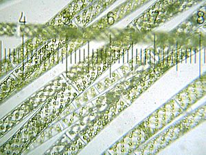 20090523 213732 Spirogyra.jpg