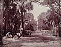 A Palmetto Glade Near Palatka, Florida