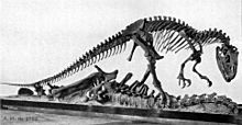 AllosaurusAMNH5753