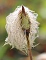 Anemone occidentalis fruit cross-section (Yarnell)