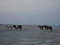 Assateaguehorses