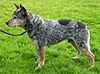 AustrCattleDogBlue wb.jpg