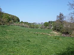 Ballochmyle Woods at Catrine