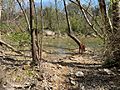 Barton Creek Vizsla