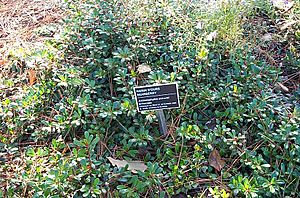 Bearberry