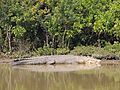 Bhitarkanika Crocodile