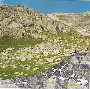 Biotope of M.marmota latirostris