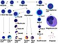 Blood cells differentiation chart