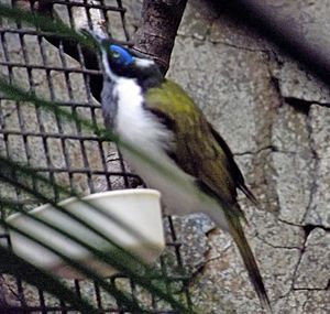 Blue faced honeyeater