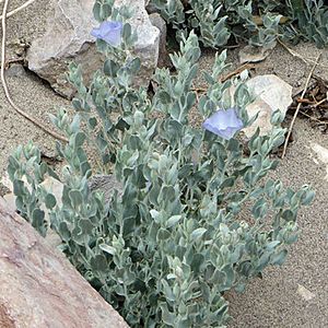 Bonamia ovalifolia.jpg