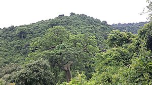 Bosque Cerro Blanco, Ecuador