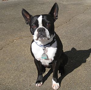 BostonTerrier001