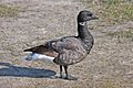 Brent Goose.jpg