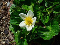 Caltha palustris alba 03