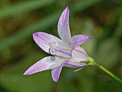 Campanulaceae - Campanula rapunculus-1