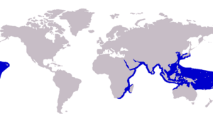 Carangoides ferdau distribution.png