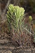 Castilleja thompsonii 9759.JPG