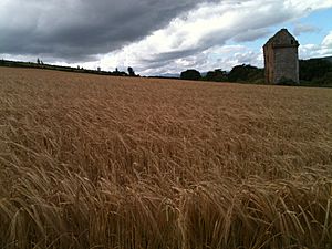 Castlecraig Wheat Field