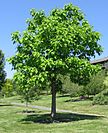 Catalpa speciosa 20060624.jpg