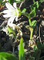 Cerastium arcticum upernavik 2007-06-26 1