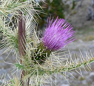 Cirsium eatonii var clokeyi 3.jpg