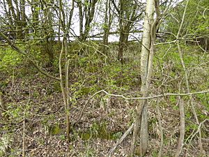 Coneyhurst Cutting (1).jpg