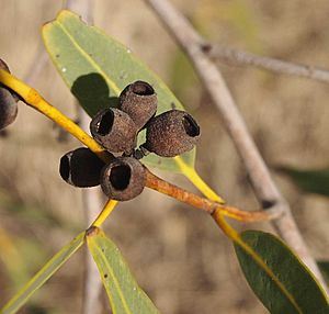 Corymbia flavescens fruit