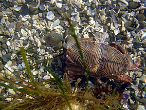 Crab in tide pools