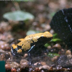 Dendrobates galactonotus.jpg