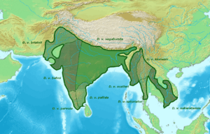 Dendrocitta vagabunda subspecies distribution